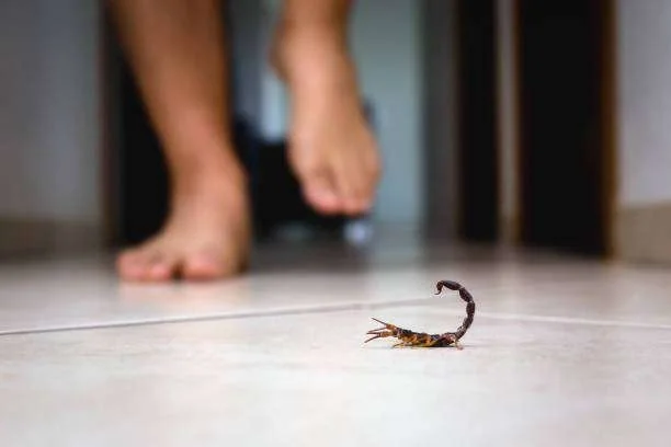 Escorpião em piso claro, com pés de pessoa desfocados se aproximando ao fundo