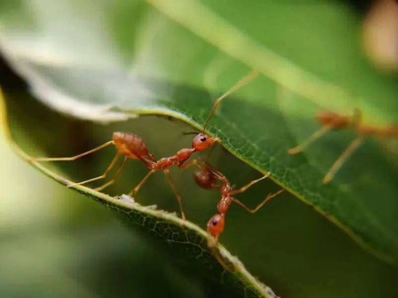Duas formigas vermelhas em destaque sobre a borda de uma folha verde, com outras ao fundo