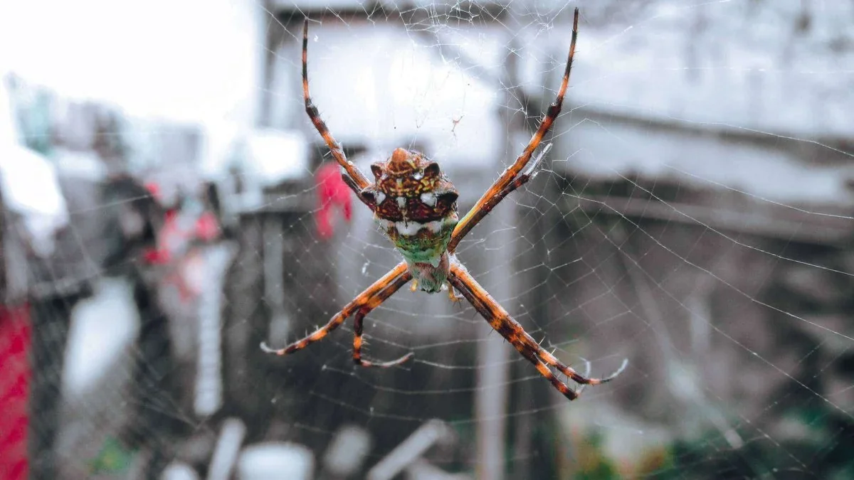 Dedetização de Aranhas em Maceió: Controle e Segurança para Sua Família | Anti Pragas Central