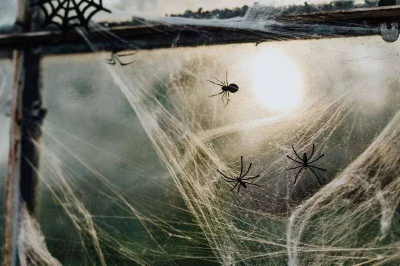 Teias de aranha e aranhas pretas em uma janela, com o sol brilhando através do vidro