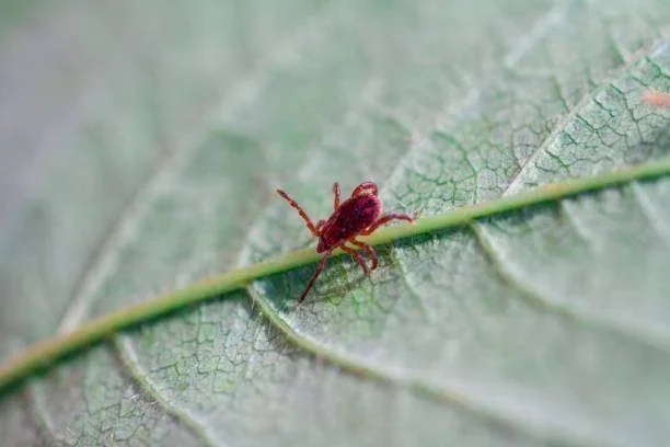 Carrapato marrom-avermelhado em folha verde