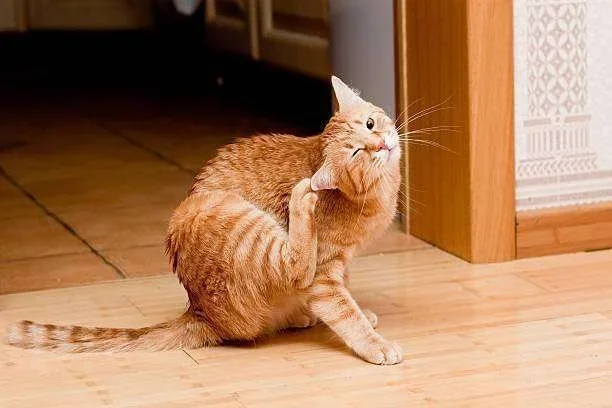 Gato laranja se coçando na orelha com a pata traseira em um piso de madeira