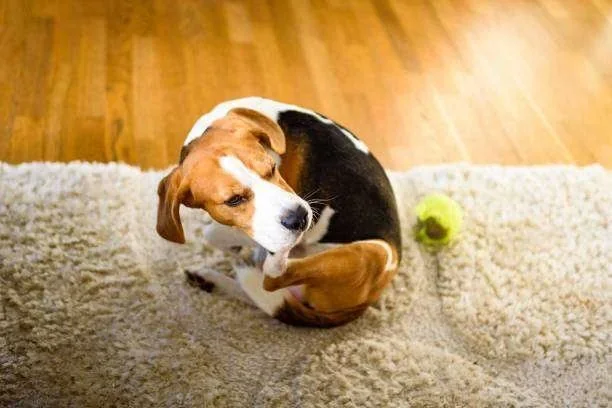 Cachorro beagle se coçando em tapete felpudo claro com bola de tênis e chão de madeira ao fundo