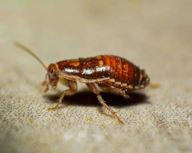 Barata marrom com segmentos alaranjados, vista de perto em superfície clara e texturizada