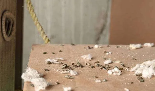 Grãos escuros, fiapos brancos e pó espalhados em superfície marrom, com fundo desfocado